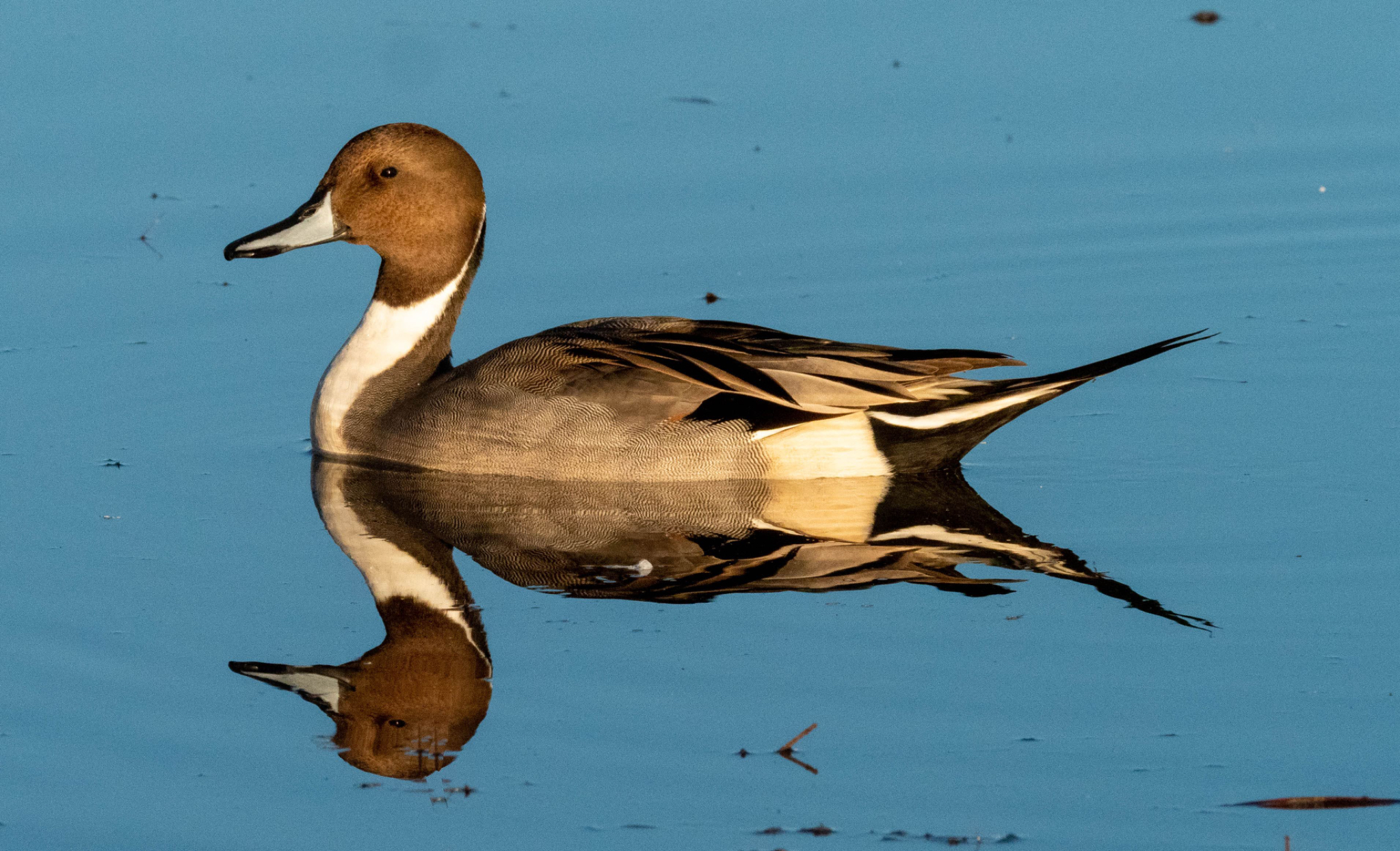 Northern Pintail